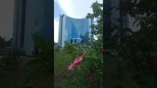 Beautiful Natural View shoeblackplant | Jaba Flower