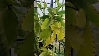 small mini home garden#gardening#naturelove#specialplants#lifestyle#plantation#trending#reels
