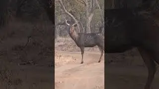 Sambar Deer in India #shorts  #wildlife