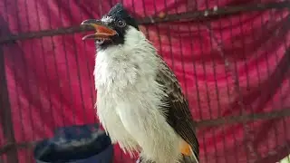 Bunyi pikat kutilang ribut√ TOPCER