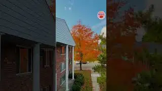 ঝড়া পাতা 🍂 #autumn #fallfoliage #leaves #fallcolors #michigan #usa #fall #banglavlog