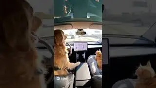 The Future is Now: AI's Vision of Pet Autonomy 🐾