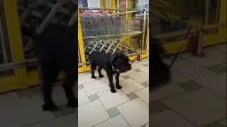 зачем ругаешься начальника#периф#животные#собаки#приколы#shorts