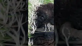 Bison Close-Up | Badlands National Park