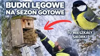 Czyszczenie budek lęgowych dla sikorek