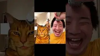 kucing mewing vs manusia #cat #kucing #comedy #meme #lucu #jokes #funny