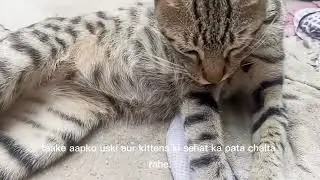 Cat Pregnancy Symptoms and Care | Complete Cat Care Guide for Beginners (Hindi/Urdu)