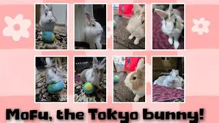 Would you like to see how bunny gets his pets from sis? #mofu #bunny #rabbit #cute #viralvideo #かわいい