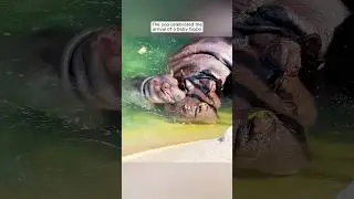 The zoo celebrated the arrival of a baby hippo