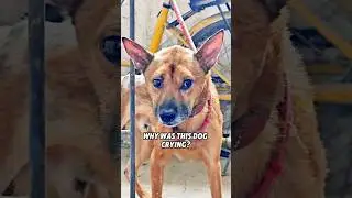 😭❤️Почему эта собака плачет? 🐶😢#животные #спасение #историялюбви #щенок #питомцы