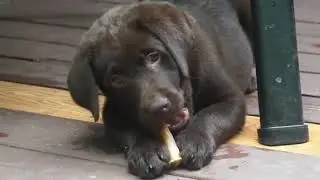 Raising a Service Dog Puppy! Cuteness Alert