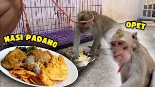 Monyet OPET MAKAN NASI padang ‼️