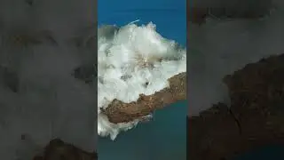 Hair ice