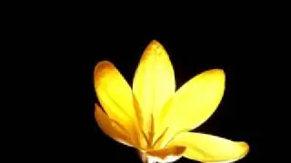 Yellow  crocus