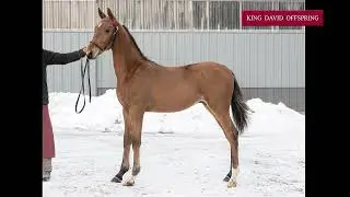 King David Offspring