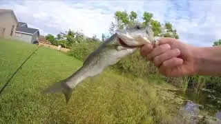 Pond Hopping Challenge?! (This Fish is Funky?!)