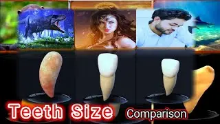 Teeth Size Comparison | Human | Animal | Moster & Fictional Teeth.