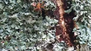 18.9.2025 aitoristikki (Araneus diadematus) naaras