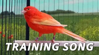 Red Canary 12h Singing - The Best Training Song