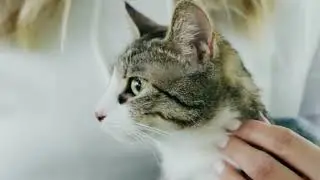 How you can stop the bad behaviour of the cat **🐱**