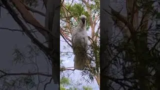 LILLY THE COCKATOO OF THE SOUTH LIVES WITH ME 🫩.#cockatoo #birdlovers #wildbirds #nature