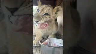 Bone crushing bite force 🦴 🦁❤️