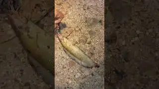 Mancing lembat yg tak di sangka...!!! Spot menjanjikan hasil tak sepadan