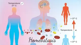 #homeostasis #biology #biologicalprocesses #introductionofhomeostasis #internalbodycondition 