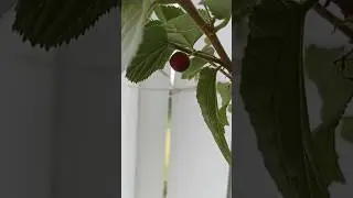 Falsa plant | Falsa fruit tree grown at my home #shorts #falsajuice #gardening #kitchengarden