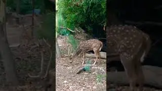 deer stutas with song #sortvideo #forest #animal #deervideo #subcribemychannel