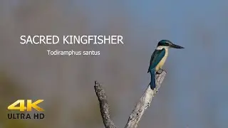 Sacred Kingfisher.