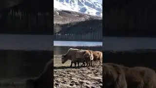 Pakistan cold place