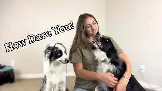 Hugging Another Dog Too Long