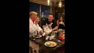 Полуночный набег на Трамп-Тауэр за закусками: Трамп, Илон Маск, Мелания и кот-попрошайка.