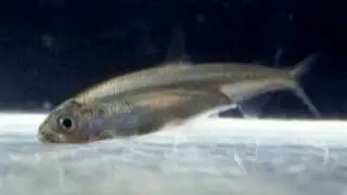 Farmers Vs Delta Smelt
