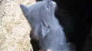 Kitten drinking milk