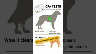 What OFA Testing Doesn&rsquo;t Catch in Golden Retrievers #goldenretriever #dogbreeds #dogbreeding #dogs