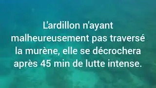 Chasse sous marine au pôle spear