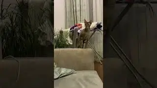Мерсик )))