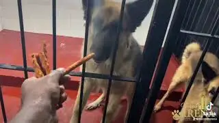Kennel Arena Luxury Dog Boarding Center &hearts;️