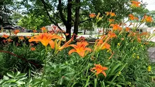 How To Grow And Care For Daylilies #gardeninginmyyard #daylily