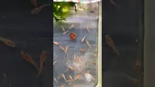 Killifish juveniles - Aphyosemion celiae #aquarium #aquariumfish #fish #killifish #breeding #hobby