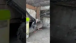 Forever in love with winged wonders 🥹📈 #tamil #pigeon #pegionlove #madhomers #chennairacingpigeon