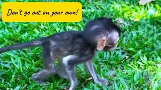 Big Brother Monkey Rushes to Stop the Little One 🐒💨