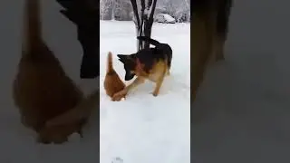cat vs dog fights animal fights
