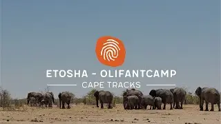 Etosha - Olifantsrus
