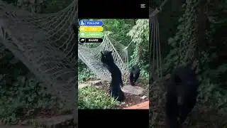 Pure, unedited cub chaos. 😂#BearCubs #HammockFails #WildlifeHumor #BabyAnimals #NatureIsWild