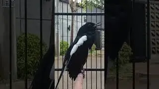 pancingan kacer #kacer #kacermania #kicaumania #burung #birds #viral #trending #shorts #fyp