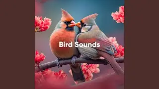 Bird Chorus