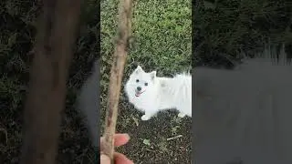 Running Free - Japanese Spitz Diary 🐾🤍
